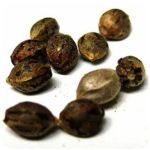 Семена марихуаны АК-47  (Seeds AK-47) в Кологриве